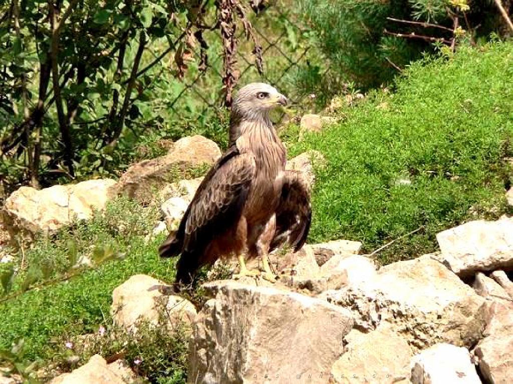 101PARC AUX OISEAUX DANS L AIN 2016 2_000006.jpg